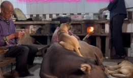 牛牛热在线视频,揭秘热门视频背后的魅力与影响力